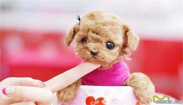 看完之后，你还会选择养茶杯犬吗？