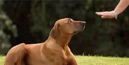 狗狗为什么怎么训都不会，真的是宠狗太笨了吗？