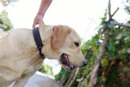 为什么总有人劝你要给狗吃犬粮？这4种常见食物，影响狗狗健康