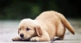 狗狗喜欢吃便便怎么办？