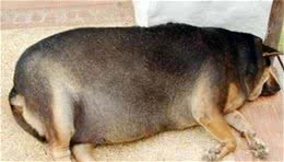 宠物犬肥胖的原因以及减肥方法