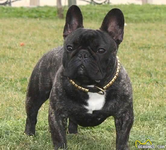 世界名犬—法国斗牛犬（FrenchBulldog）