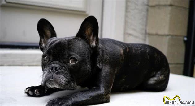 世界名犬—法国斗牛犬（FrenchBulldog）