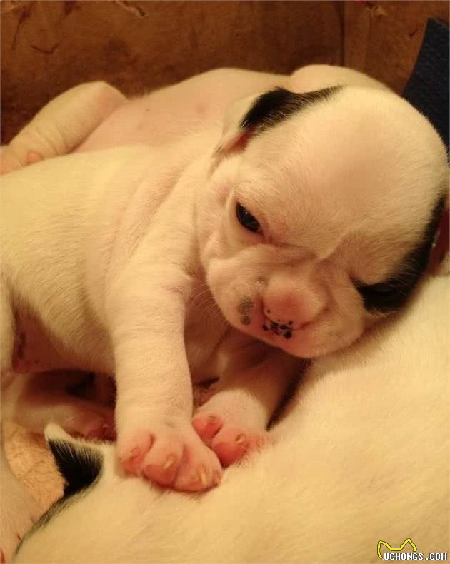 世界名犬—法国斗牛犬（FrenchBulldog）