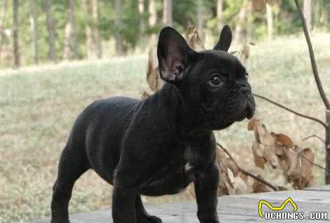 世界名犬—法国斗牛犬（FrenchBulldog）