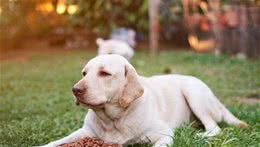 你还在给狗狗喂剩饭菜吗？狗狗吃犬粮的6大好处！