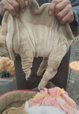 沙皮狗被主人抓起来展示，一脸褶皱，上前询问的人寥寥无几