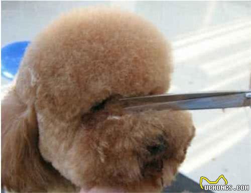 泰迪犬有“泪痕”别慌张，简单5招，就能够轻松解决
