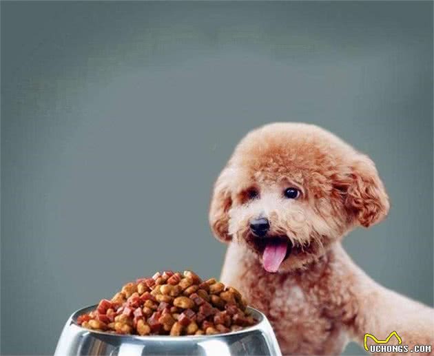 泰迪犬有“泪痕”别慌张，简单5招，就能够轻松解决