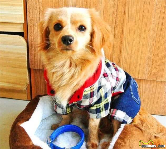 冬季那么冷，给狗穿衣服有必要吗？这得具体问题具体分析