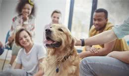 要是犬晕车怎么办？