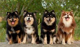 芬兰拉普猎犬：长得像中型的阿拉斯加犬，是能够狩猎驯鹿的狗狗