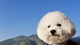最合适有孩子家庭养的狗~比熊犬