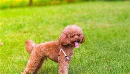 泰迪犬分几种？四种泰迪犬你知道几种