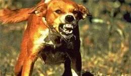 狗狗得“狂犬病”要满足5个条件，了解的人都知道