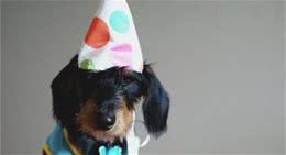 喂狗狗零食要注意什么喂狗狗吃零食要适量