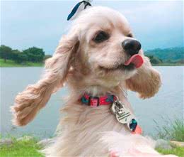 可卡犬的价格性格与如何饲养