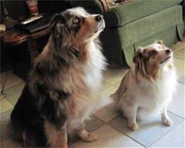 澳大利亚牧羊犬体型太大？考虑下迷你版，十分可爱的狗狗