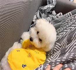 比熊犬的饲养方法，食物的选择很重要，喂食禁忌要注意