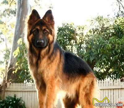 五种最昂贵的犬