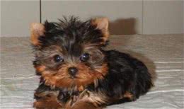 狗狗骨折吃什么正确的护理防止二次伤害