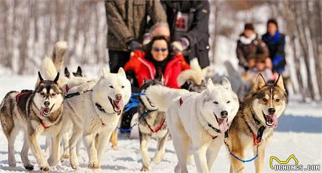 萌宠英雄传之西伯利亚雪橇犬