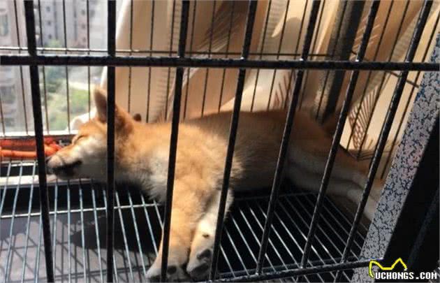 狗狗应不应该笼养？分析比较一下该怎么做，主人材心里有数
