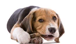 爱犬的眼睛和牙齿该如何保护？出现问题如何轻松应对？