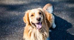大型犬的头更大，它们会比小型犬更聪明吗？