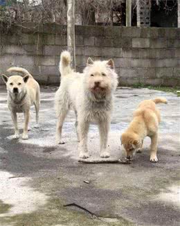 三种中华本土好猎犬，这几年宠主一直拴着，才没被伤害！