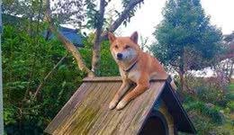 狗生艰难，柴犬需要静静地思考下狗生如何走下去