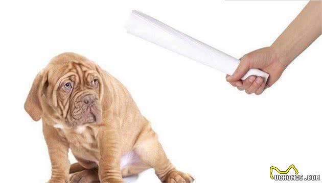 你平时是怎么惩罚狗狗的？这6种教育方法，你用过几种？