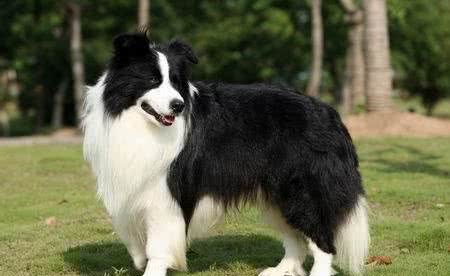 清点世界十大名犬，最后一种竟在你的身边！