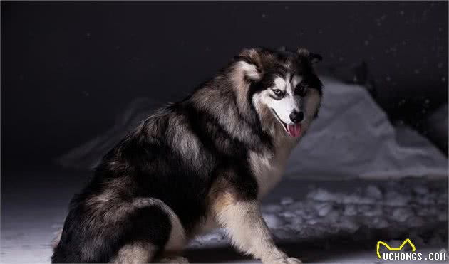 清点世界十大名犬，最后一种竟在你的身边！
