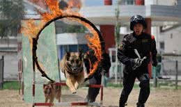 德国牧羊犬价格调低为什么还是没人买？原因有5个！