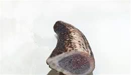 鹿角磨牙棒你家狗狗用过吗？