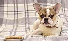 怎样解决犬厌食、挑嘴和肥胖的问题？科学的饲喂方法少不了