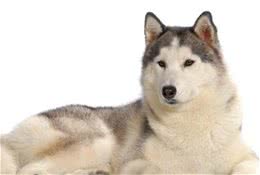保护宠物犬视力技巧有哪些？