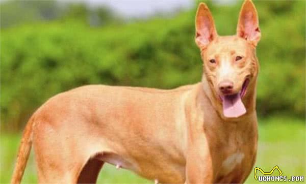 解读“法老王猎犬”，拥有高贵的血统的它，却是出名的捕猎高手