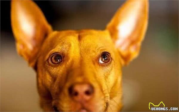 解读“法老王猎犬”，拥有高贵的血统的它，却是出名的捕猎高手