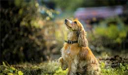 可卡犬分美卡和英卡，可为什么都不养英卡犬？