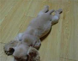 狗狗吃多了，消化不良怎么办？