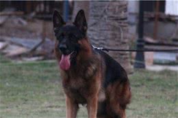 德国牧羊犬的训练方法如何训练德牧握手