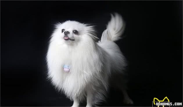「涵姐详细介绍：博美犬」智商排第5位：博美犬也叫松鼠犬