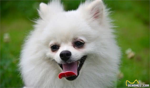 「涵姐详细介绍：博美犬」智商排第5位：博美犬也叫松鼠犬