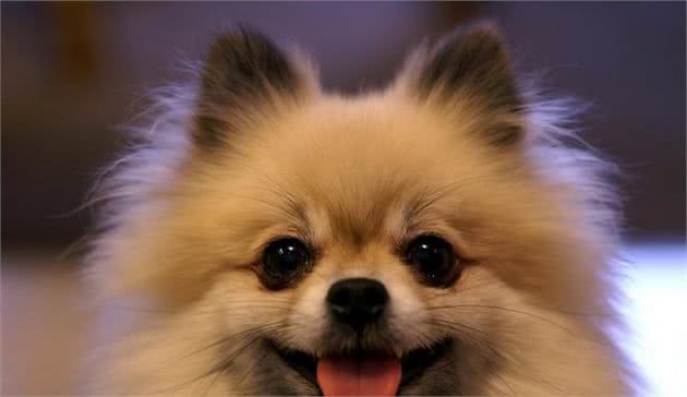 「涵姐详细介绍：博美犬」智商排第5位：博美犬也叫松鼠犬