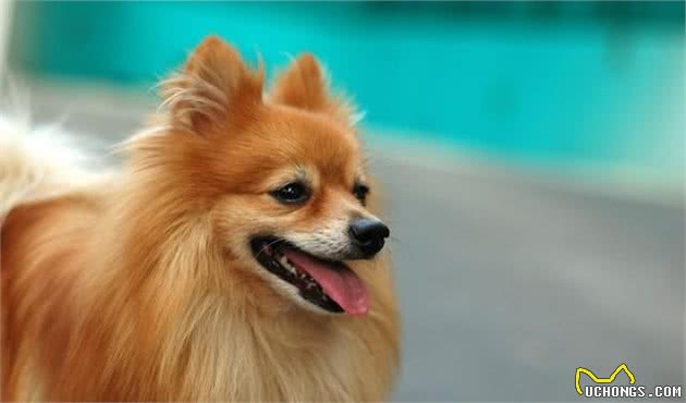 「涵姐详细介绍：博美犬」智商排第5位：博美犬也叫松鼠犬