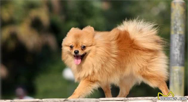 「涵姐详细介绍：博美犬」智商排第5位：博美犬也叫松鼠犬