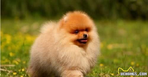 「涵姐详细介绍：博美犬」智商排第5位：博美犬也叫松鼠犬