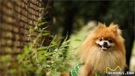 「涵姐详细介绍：博美犬」智商排第5位：博美犬也叫松鼠犬